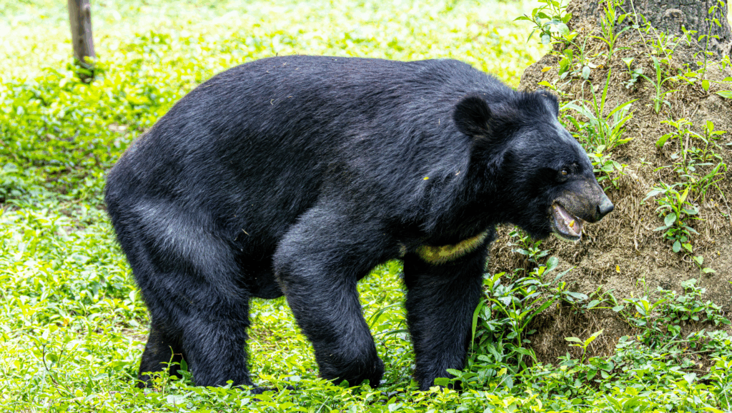 岩手県盛岡市内・近郊のお墓参り・お墓掃除での熊出没にご注意ください