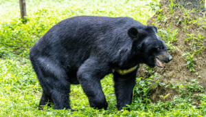 岩手県盛岡市内・近郊のお墓参り・お墓掃除での熊出没にご注意ください