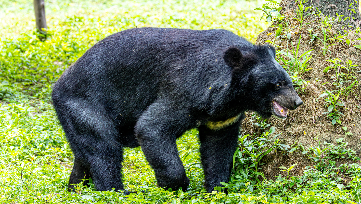 岩手県盛岡市内・近郊のお墓参り・お墓掃除での熊出没にご注意ください
