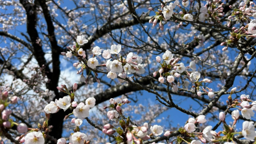 岩手県の春に想う、ご先祖様とのつながり