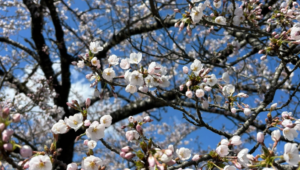 岩手県の春に想う、ご先祖様とのつながり